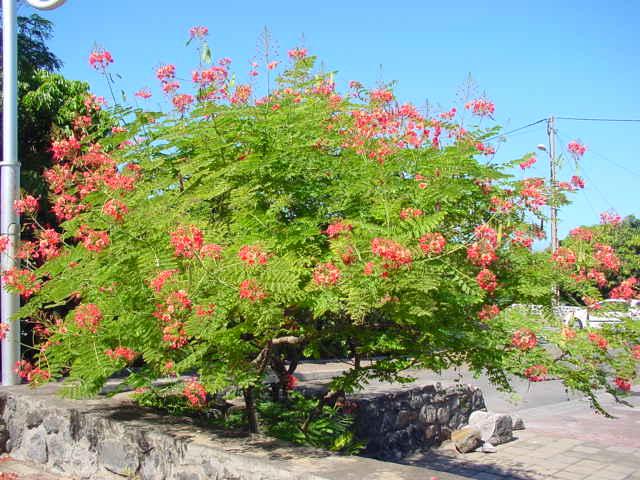 راهنمای نگهداری و پرورش گل و گیاهان زینتی - ابریشم مصری